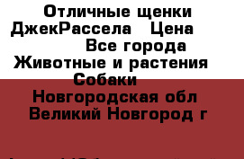 Отличные щенки ДжекРассела › Цена ­ 50 000 - Все города Животные и растения » Собаки   . Новгородская обл.,Великий Новгород г.